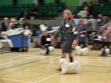Miki Nanoq Octavius/Miki på Udstilling i Middelfart 2011